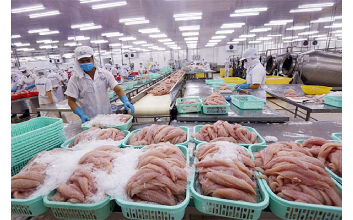 Xuất khẩu c&aacute; tra dự b&aacute;o tăng trong điều kiện dịch bệnh Covid 19 